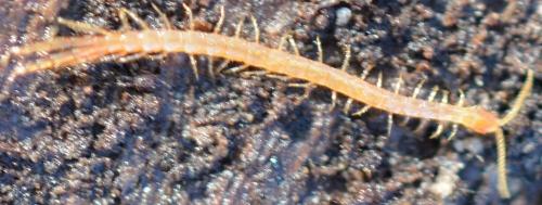 Réf. 296 987 : Cryptops sp.